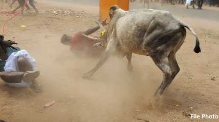  bull attack