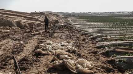 bulldozed Palestinian strawberry farm