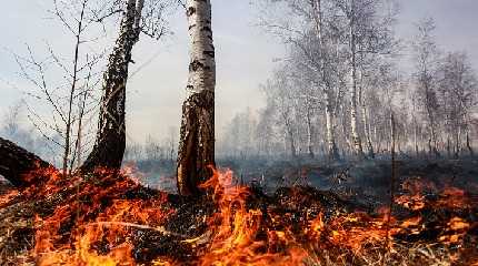 forest fires