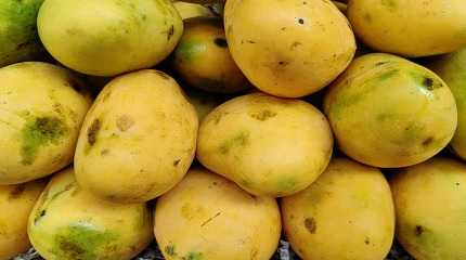 mangoes 