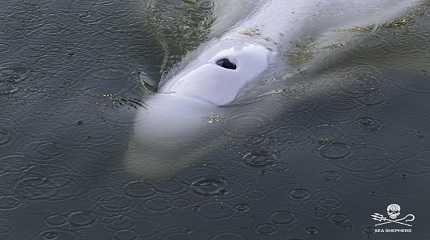 Beluga whale in the Seine river