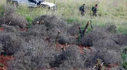 Palestinian's olive trees cut