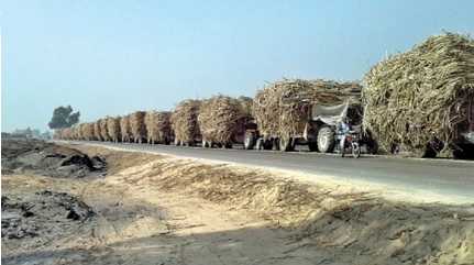 sugarcane trolleys