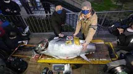 212-kg bluefin tuna was sold