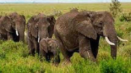 Ruaha National Park 