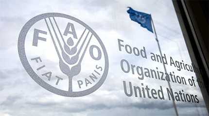 Food and Agriculture Organization