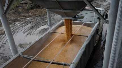 load of corn is poured into a truck