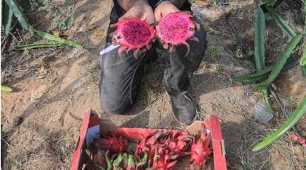 dragon fruit