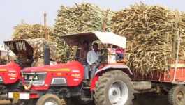  Sugarcane transport india