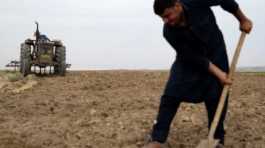  Farmer in Iraq