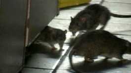 Rats mouse