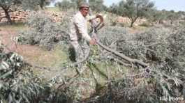 Palestinian farmers inspect his olive trees cut down by settlers