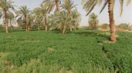 Farm in Western Sahara