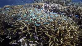 A school of fish swim above corals 