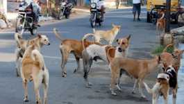 Stray dogs in India