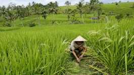 A farmer works in a field