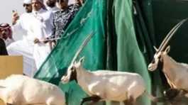 Saudi returns Oryx to deserts