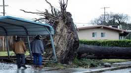 tree fell in high winter storm
