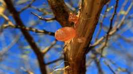 Gum arabic is seen on Acacia trees