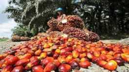 Malaysia palm oil