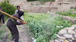 Afghan police have destroyed 80 acres of poppy farms