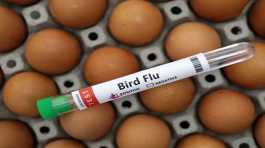 bird flu vaccination 